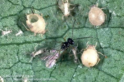 Aphids killed by parasitic wasps such as <i>Lysiphlebus testaceipes</i> (shown) become mummies, discolored and swollen with a crusty cuticle (skin).