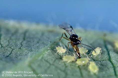 Adult female Lysiphlebus testaceipes wasp laying her egg in an aphid.