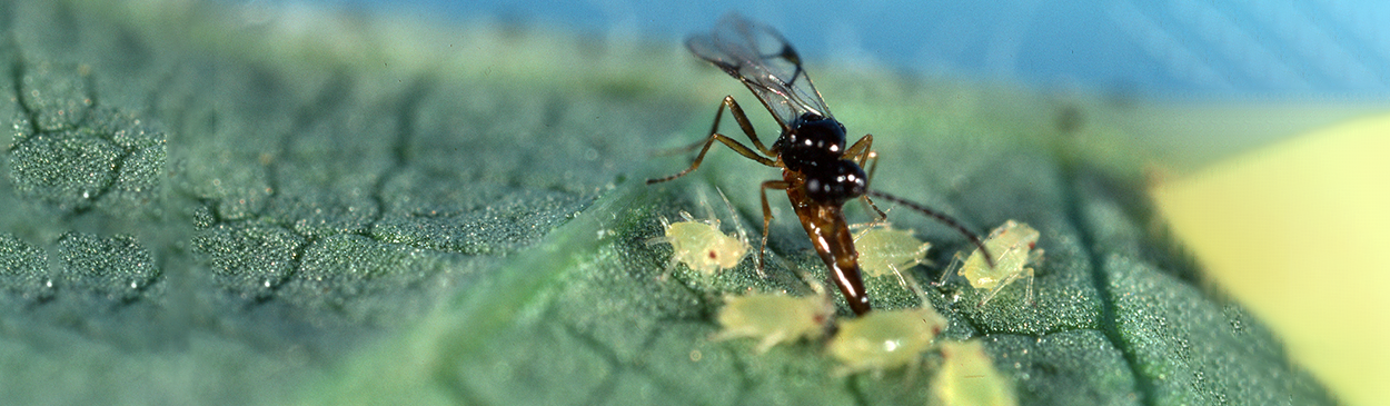 Adult wasp, Lysiphlebus testaceipes, laying her egg in a cotton or melon aphid, Aphis gossypii.