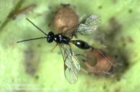 Mummy of cotton aphid, melon aphid.