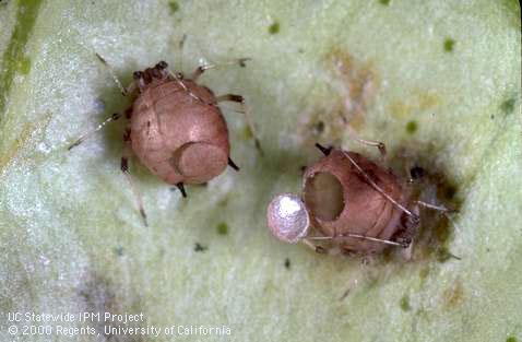 Tan mummies of aphids that were parasitized by the parasitic wasp Lysiphlebus testaceipes.