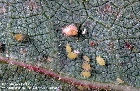 Healthy colony with one mummy of cotton aphid, melon aphid.