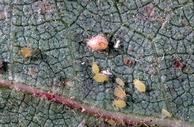 Close-up of several small oval-shaped yellow aphids and a larger tan-colored mummified aphid on a textured green leaf.