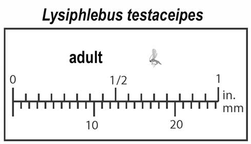 Relative size of an adult Lysiphlebus testaceipes.