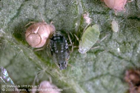 Unidentified parasite of cotton aphid, melon aphid.