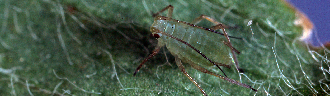 Adult blue alfalfa aphid.