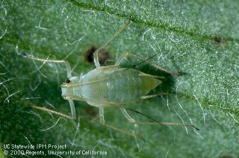 Adult blue alfalfa aphid, <i>Acyrthosiphon kondoi</i>.