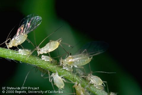 Adult blue alfalfa aphid.