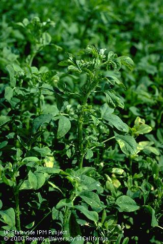 Crop damaged by blue alfalfa aphid.