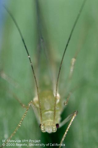 Key characteristic of blue alfalfa aphid.