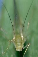 Blue alfalfa aphid antennae