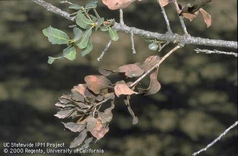 Dead leaves remain on twigs killed by oak pit scales. Least pit scale, <i>Asterodiaspis mina,</i> infests this Engelmann oak.