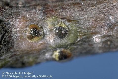 Least pit scales, <i>Asterodiaspis mina,</i> on coast live oak.