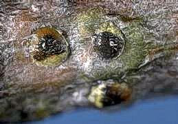 Oak pit nymphs.