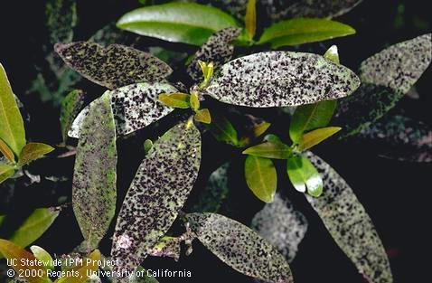 Damage by oleander aphid.