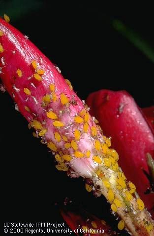 Colony of oleander aphids on an oleander flower.