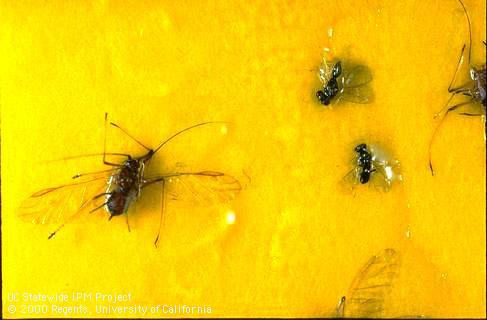 Adult aphid and aphid parasitoid.