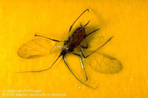 Adult aphid caught in yellow sticky trap.