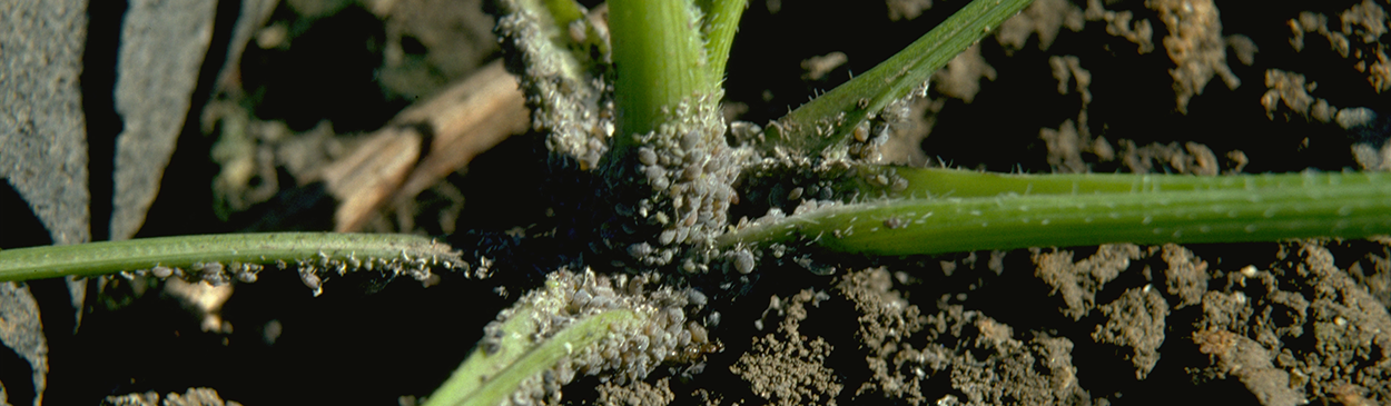 Carrot root aphids feeding on a carrot crown.