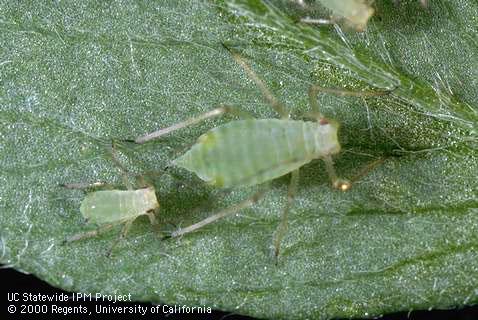 Pea aphid adults and nymphs.