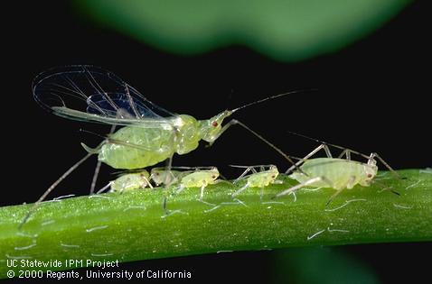 Adult pea aphid.