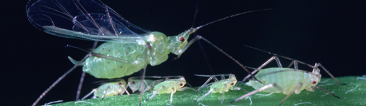 Winged and wingless forms of the pea aphid feeding on stems.