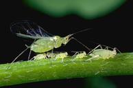 Pea aphid