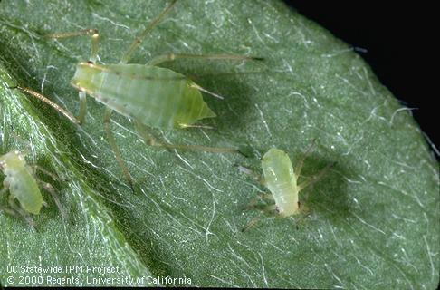 Adult pea aphid.