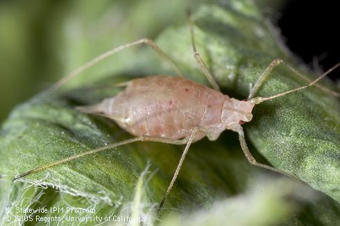 Pink form of the pea aphid, <I>Acyrthosiphon pisum.</I>.