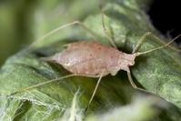 Pink pea aphid