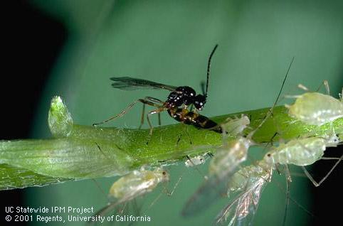 Adult <i>Aphidius</i> sp. parasitic wasp laying her egg in a pea aphid, <i>Acyrthosiphon pisum.</i>.