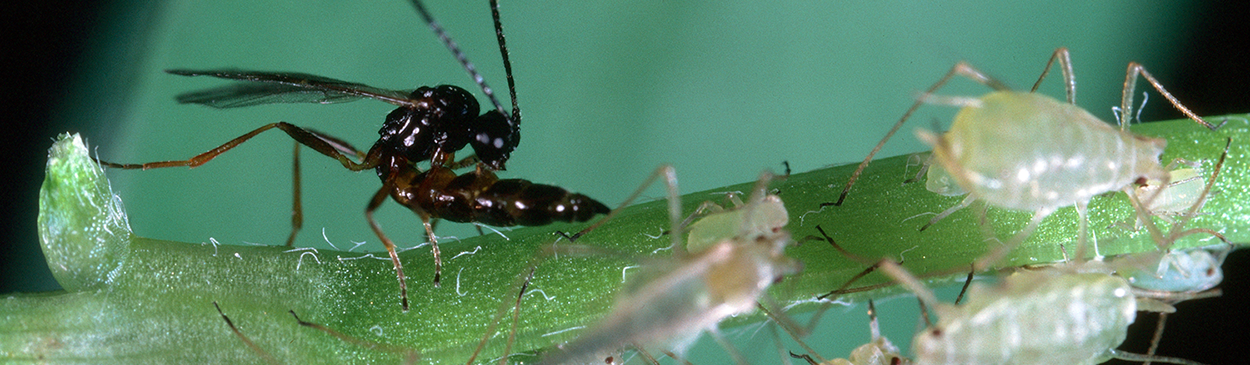 Adult <i>Aphidius</i> sp. parasitic wasp laying her egg in a pea aphid, <i>Acyrthosiphon pisum</i>.