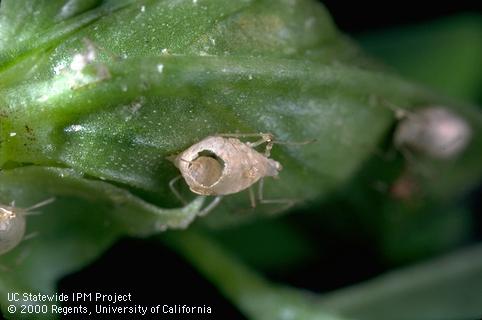 Mummified skin of pea aphid, <i>Acyrthosiphon pisum,</i> showing exit hole of a parasitic wasp (Aphidiidae).