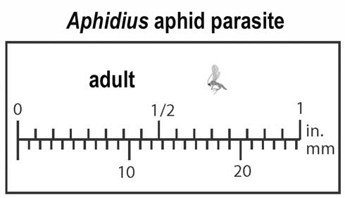 Relative size of adult Aphidius.