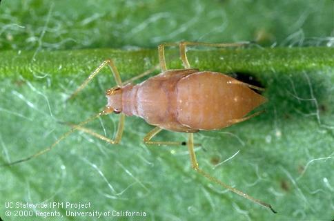 Fungus disease of pea aphid, possibly Entomophthora.