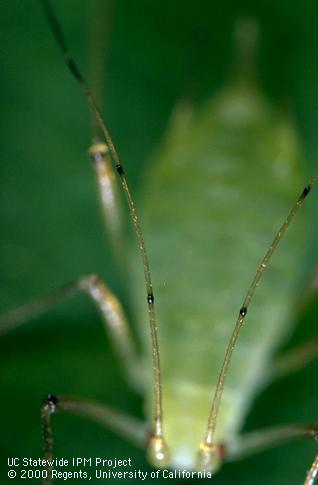 Key characteristic of pea aphid.