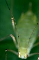 Antennae of the pea aphid