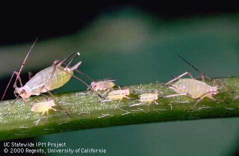 Pea aphid nymphs and adults on alfalfa stem.