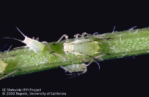 Pea aphid nymphs.