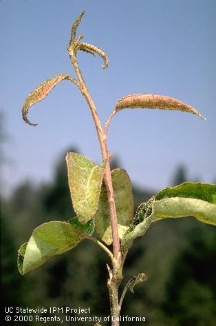 Crop damaged by green apple aphid.