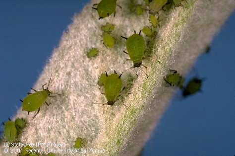 Green apple aphid nymphs.