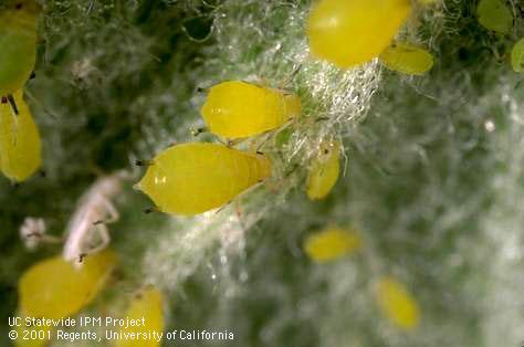 Adults and nymphs of green apple aphid, <i>Aphis pomi</i>.