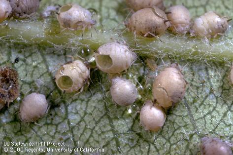 Unidentified parasite of green apple aphid.