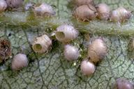 Mummified aphids that were parasitized by a wasp.