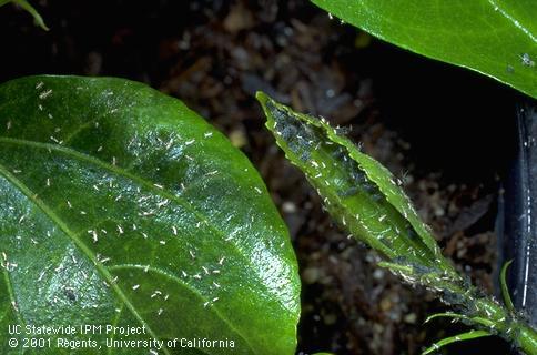 White cast skins and sticky honeydew from aphid infestation.