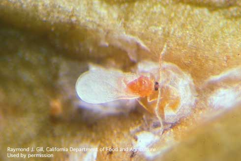 Adult male oleander scale, <i>Aspidiotus nerii.</i>.