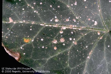 Adult females and nymphs of oleander scale, <i>Aspidiotus nerii,</i> on ivy leaf.