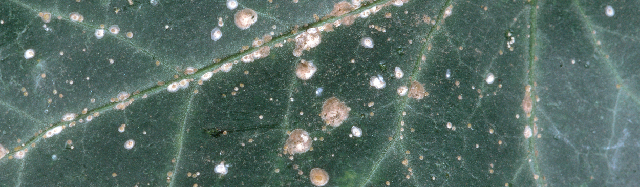 Adult females and nymphs of oleander scale, Aspidiotus nerii, on ivy leaf.