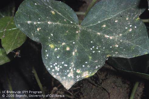 Nymphs and adults of oleander scale, <i>Aspidiotus nerii</i>, on an ivy leaf.