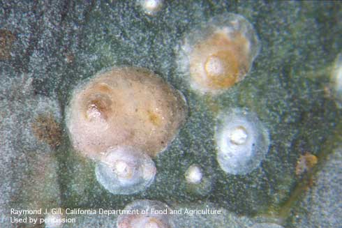 Females (tan), males (white), and nymphs (the smallest white covers) of oleander scale, <i>Aspidiotus nerii</i>.